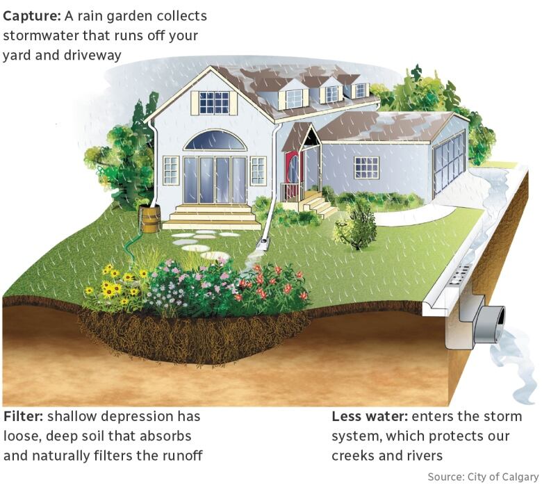 A graphic shows how a rain garden works in a suburban yard.