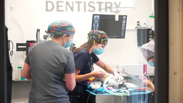 A woman operates on an animal on a table while two other women in cap and mask look on, ready to assist.