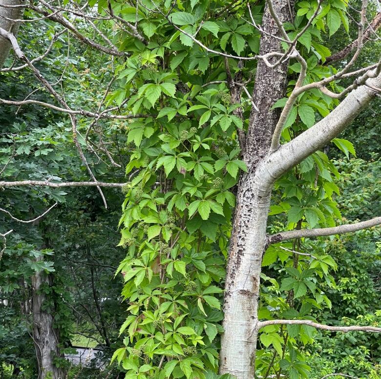 Virginia creeper climbing up deciduous tree.