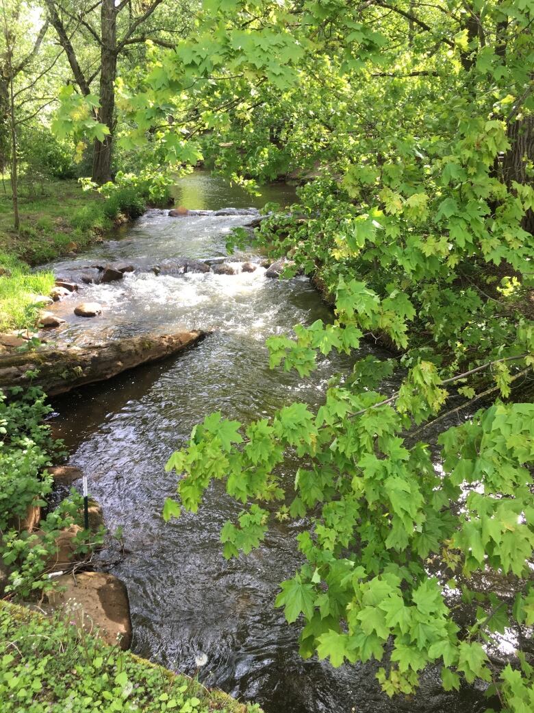 A creek with a log in it, some stones, and surrounded by leafy trees. 