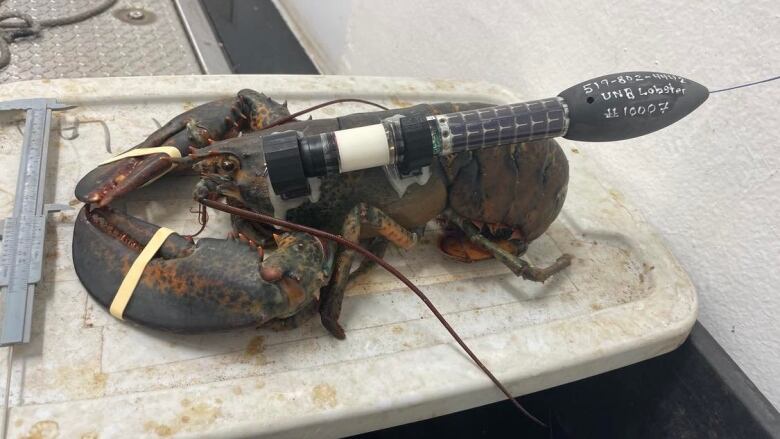 A black torpedo-shaped tracker is seen attached to a lobster before it is released into the Bay of Fundy. 