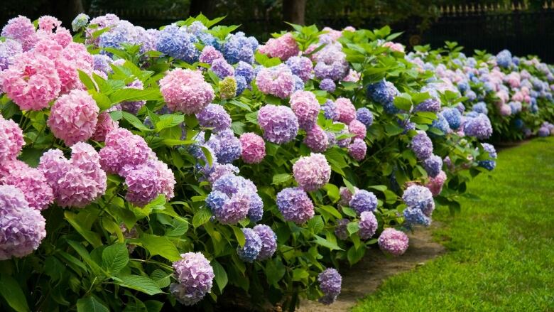 A row of pink and purple flowering shrubs (hydrangeas) in a backyard, next to a grassy lawn. 