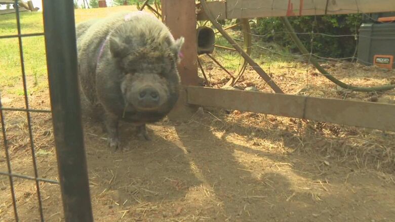 A pig with a ribbon on looks at the camera through a gate.