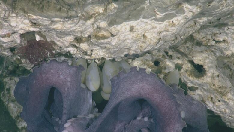 A closeup shows the mothers tentacles guarding her eggs against a cave wall. Little black octopus eyes can be seen peeping through several translucent eggs .