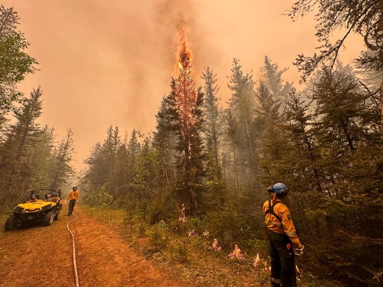 Flaming pine amid fiery scene.