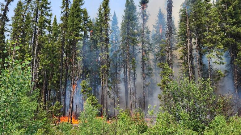 smoke and flames seen through a forest under daylight. 