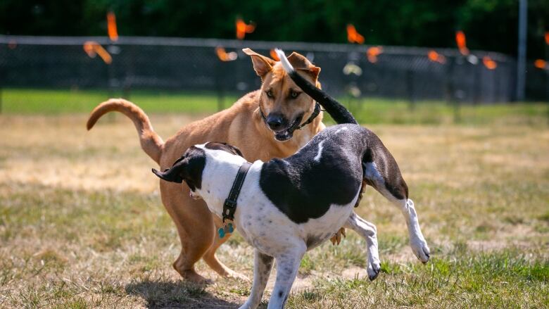 A brown dog and a black and white dog play in a grassy area.