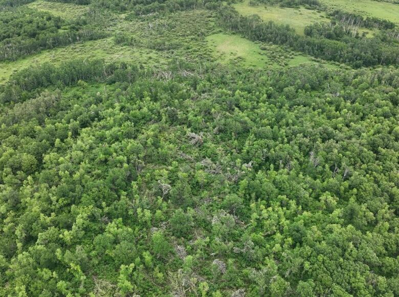 Damaged trees are seen folded down in a track where a tornado swept through.