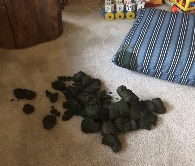 A large pile of bear scat on a carpet inside a home.