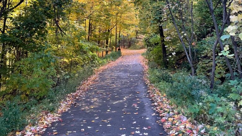 A paved trail covered in leaves and trees. 