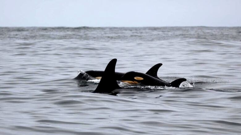 A baby orca swims in the sea along with other orcas.