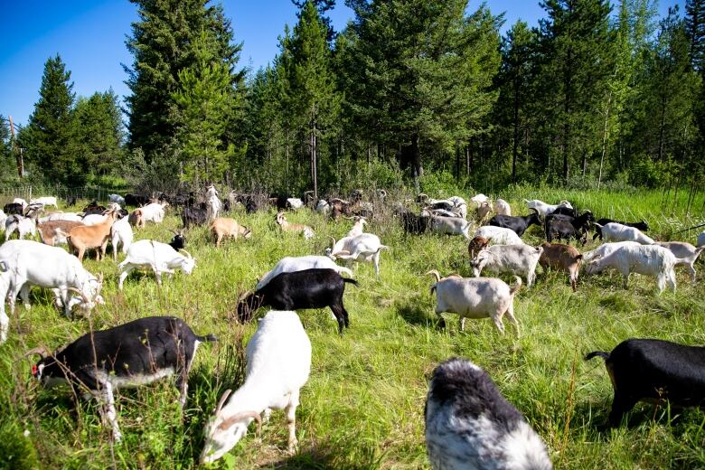 Goats stand and eat grasses with trees in the background.