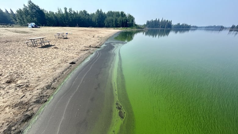 Green streaks in the water at a shoreline of a sandy beach. 