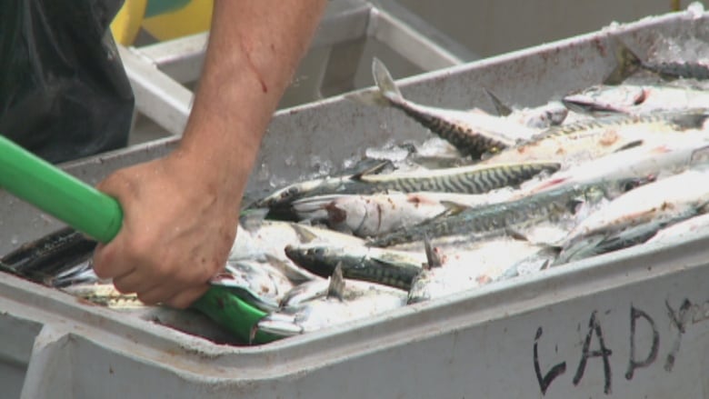 Atlantic mackerel in a container.