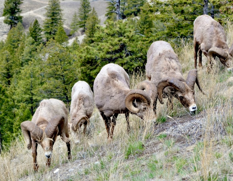 Five sheep stand on an inclined rocky surface with green pines in the background.