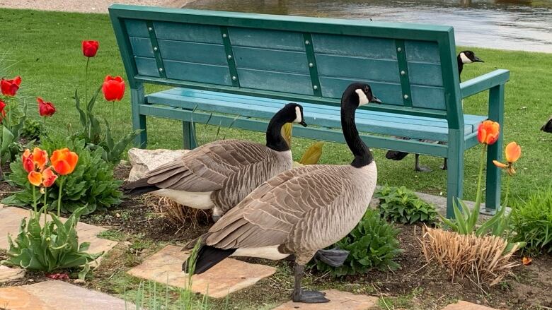 Two geese are pictured standing behind a bench in a park among orange tulips. 