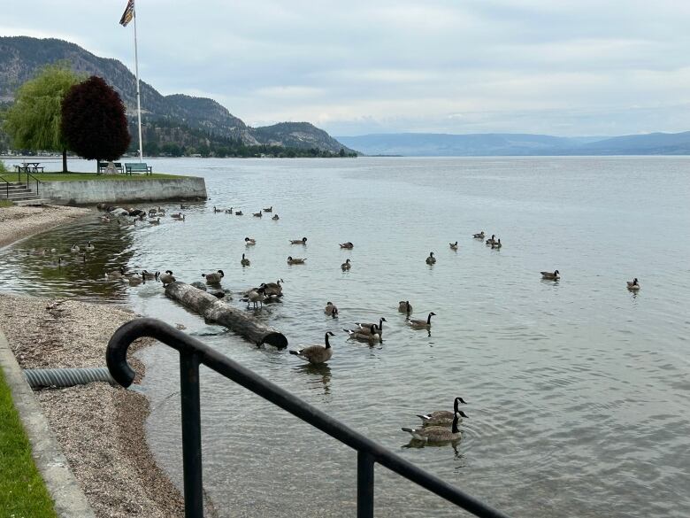 A group of about 30 geese are pictured in the shallow area of a body of water. 