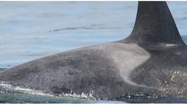 The back of a killer whale shows significant blotching.