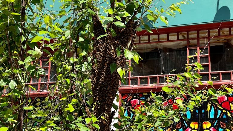 A swarm of bees on a tree.