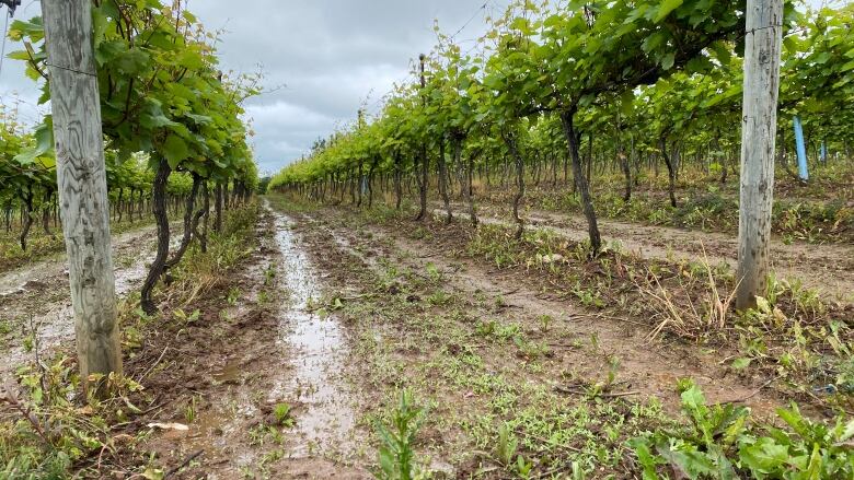 A muddy field of standing grape vines.