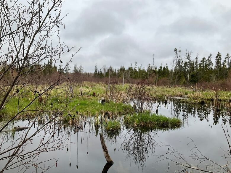 A natural area with water and trees around 