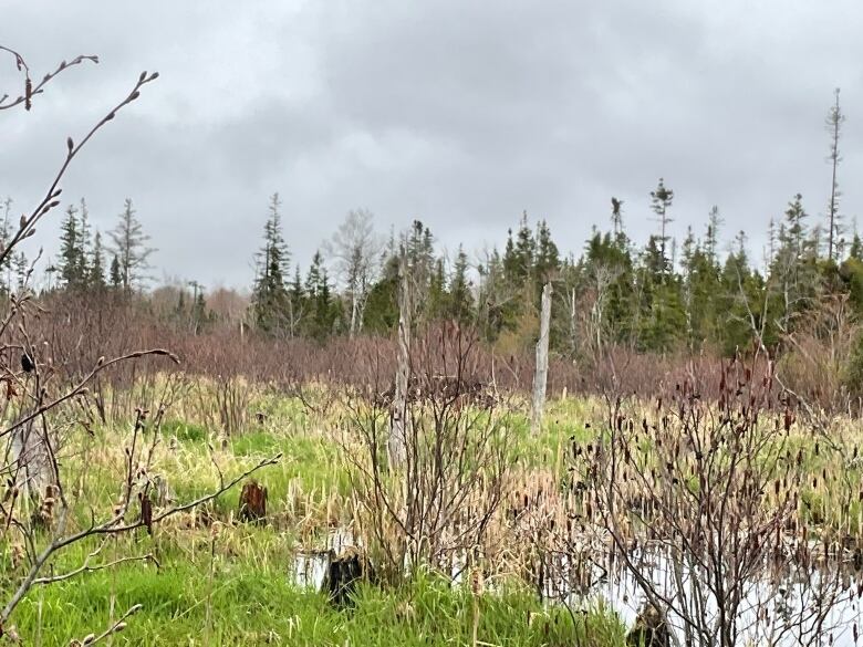 A wooded area near Blooming Point