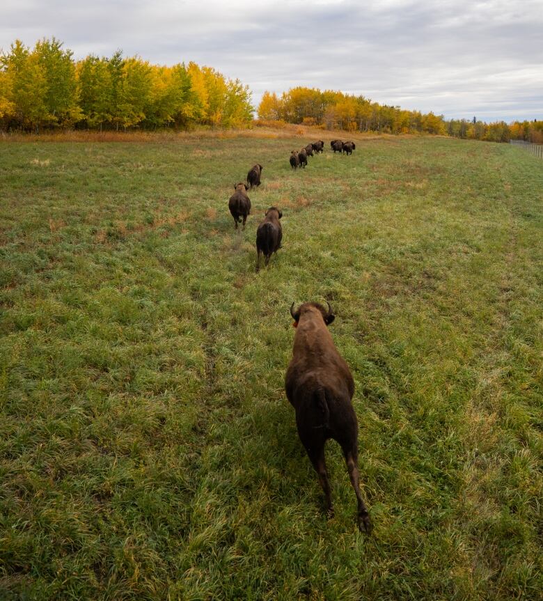 Bison run across a green field.