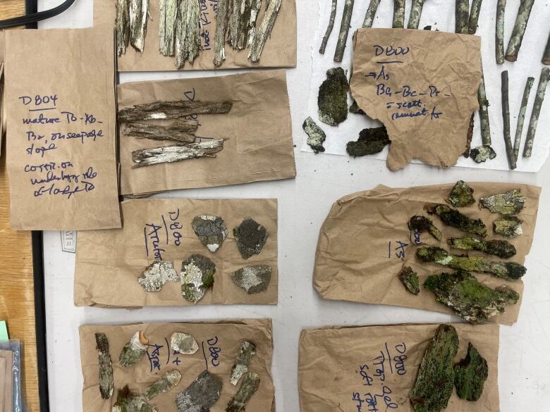 Small swatches of brown paper with small piles of twigs and bark on them, all labelled.