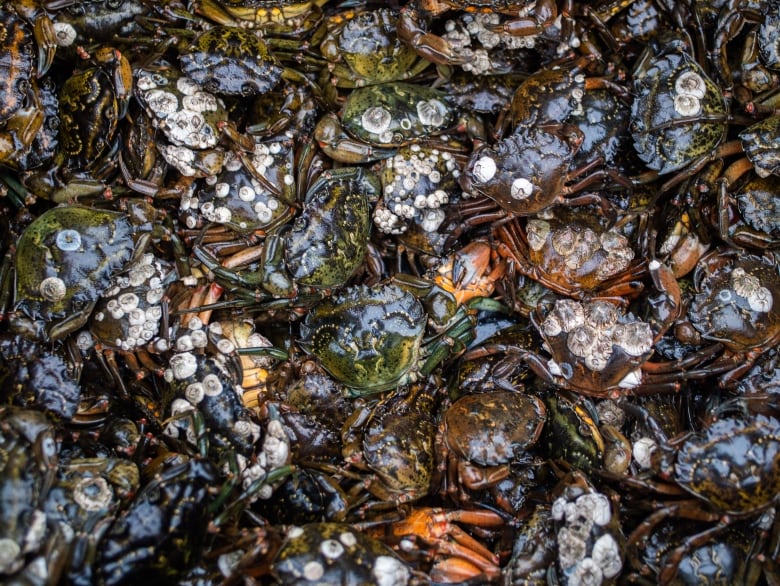 European green crabs are shown.