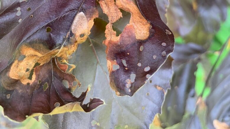 A leaf from a beech tree infected by the beech-leaf mining weevil shows the telltale sign of infestation: holes in the leaves.