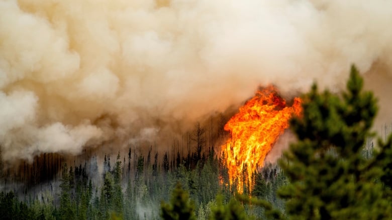 Fire ignites tall conifer trees below a pall of thick grey-brown smoke.