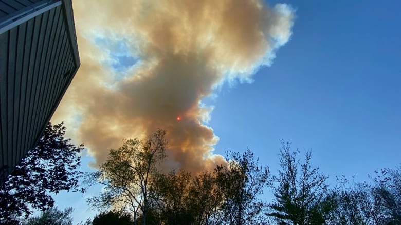 Smoke rises above the treetops in front of a clear blue sky