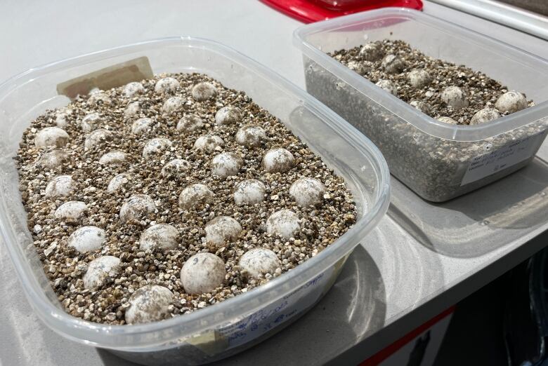 Containers of unhatched turtle eggs.