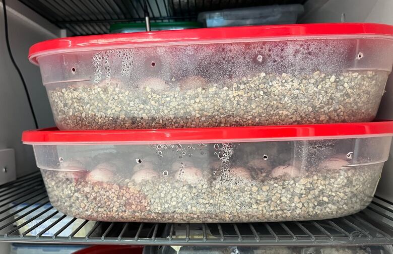 Containers of unhatched eggs inside an incubator.