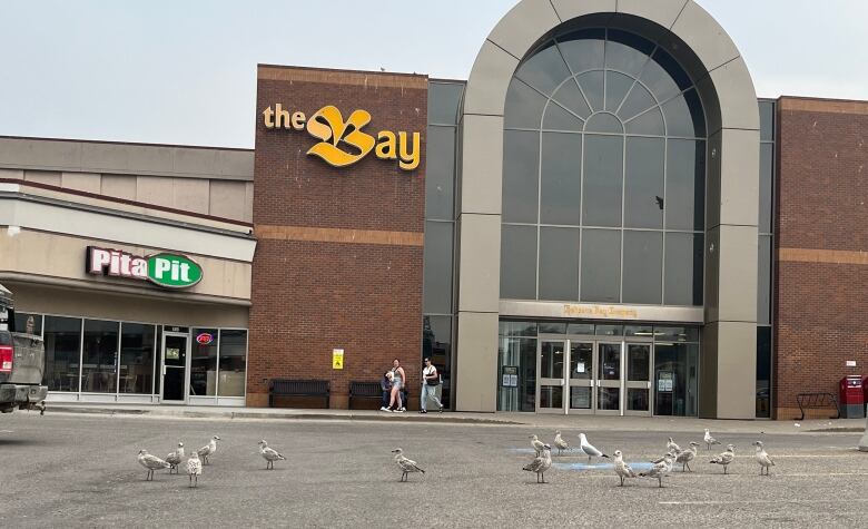 A small group of gulls.