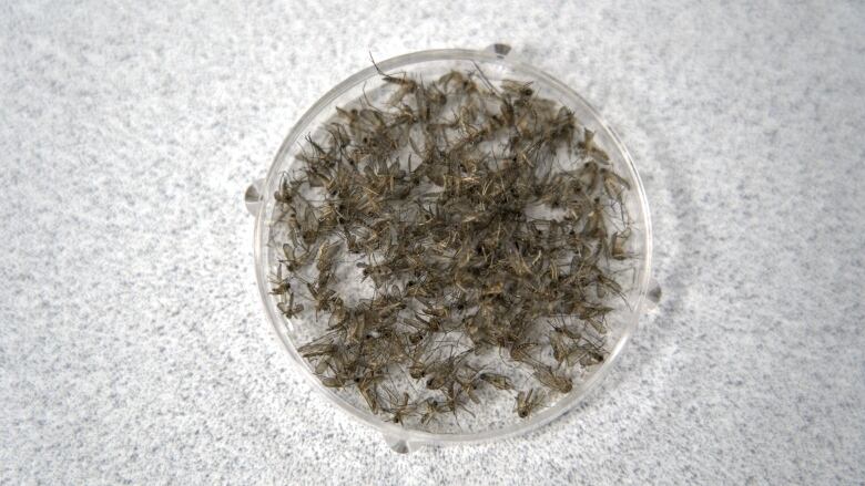 Petri dish full of mosquito carcasses on a grey background