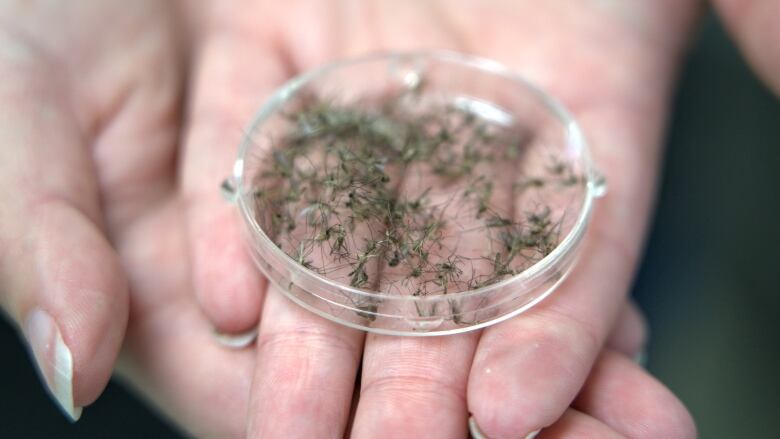 hands hold a petrie dish filled with mosquitos