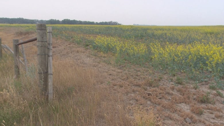 A patch of brown, dry grass and dirt lays in front of a field of canola that stretches toward the horizon. Next to the field is a wooden fence post, with barbed wire wrapped around it.