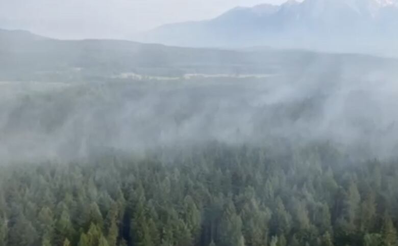 Plumes of smoke rise from a forest.