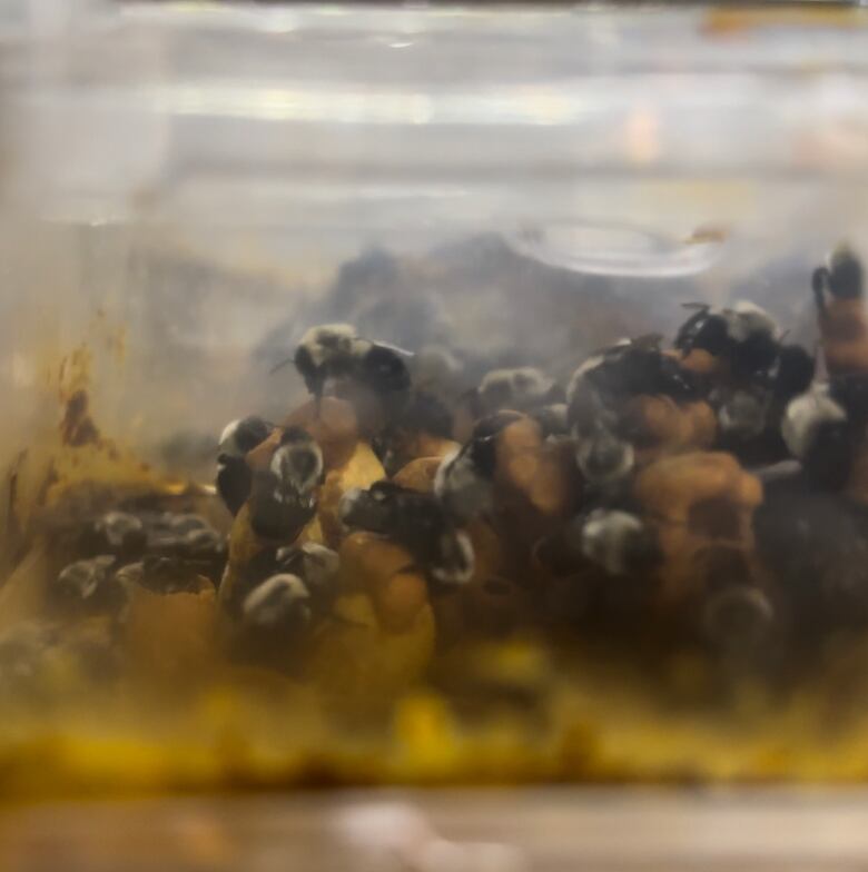 bumble bees crawling on a mound of pollen inside a plastic box