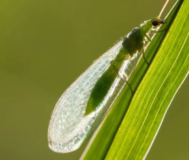 Insect with long green body and translucent wings 