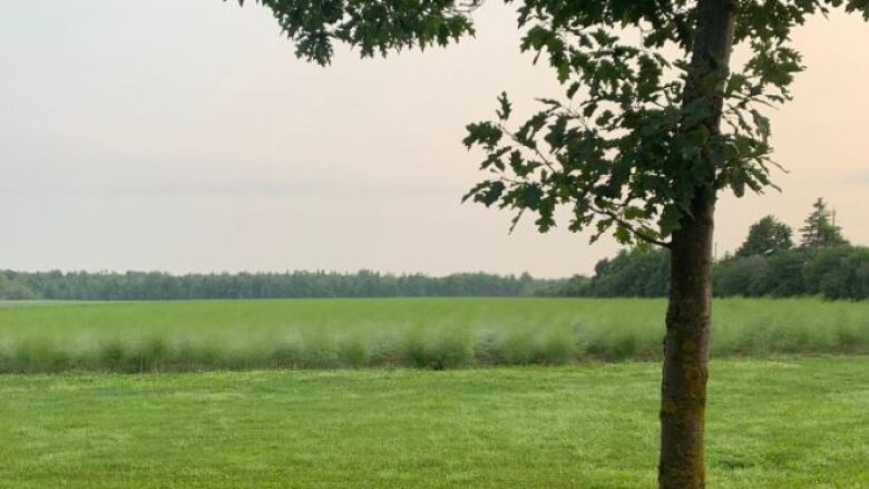 A tree in the foreground with a green field in the back.