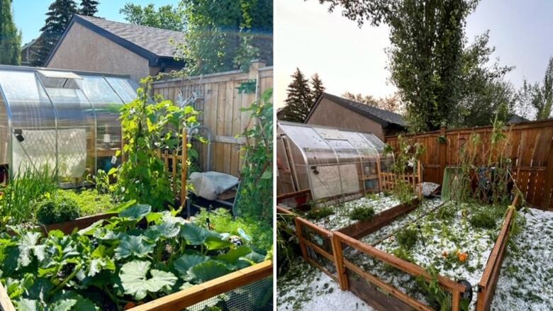 Before and after photos of hail damage in Calgary following a storm on July 15, 2023.