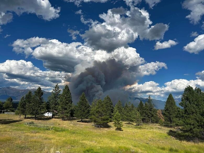 Large plumes of smoke arise behind a row of trees.