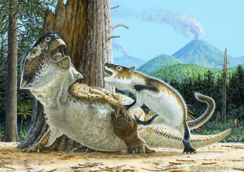 An illustration shows a horned dinosaur being attacked by a smaller mammal.