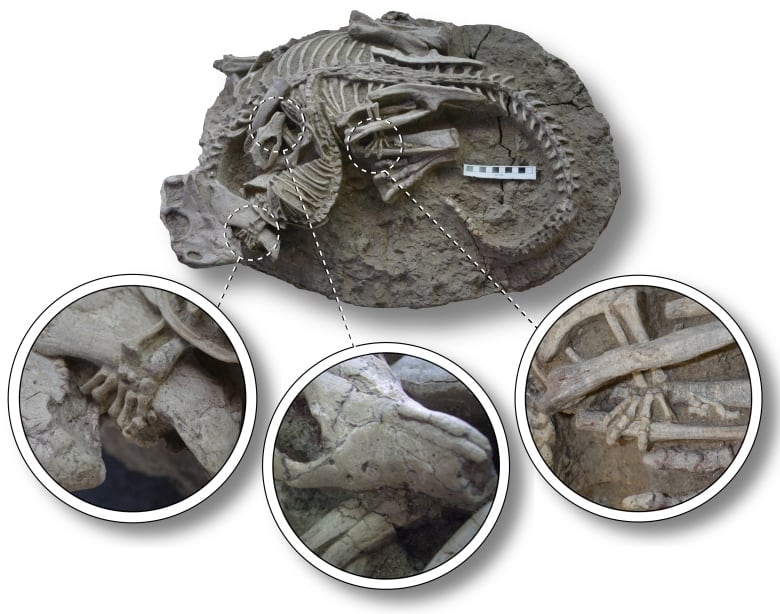 A fossil of a two skeletons intertwined, a dinsosaur and mammal, with insets showing their interactions: the mammal's jaw on the dinosaur's ribs, claws on other bones.