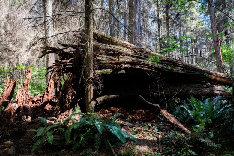 An enormous fallen red cedar tree rests on the forest floor on a bright sunny day.