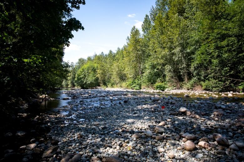 A wide river with forested banks. The water level in the river is low, revealing many rocks.