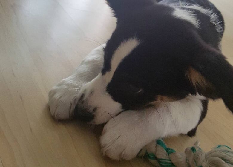 A dog chewing on a toy.