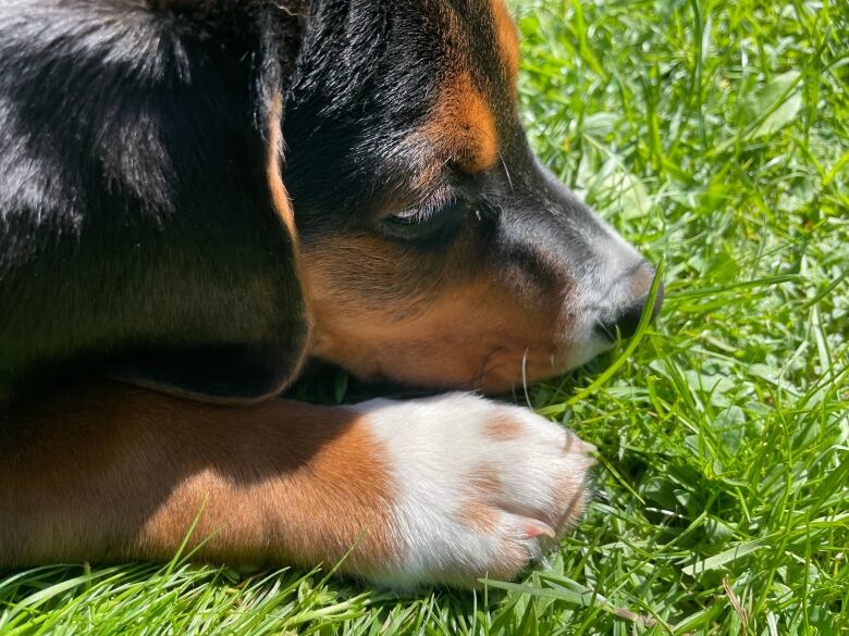 A young puppy sniffs the grass.